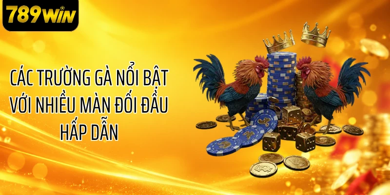 Các trường gà nổi bật với nhiều màn đối đầu hấp dẫn